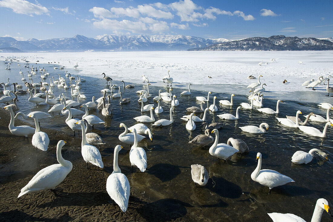 Whopper Swans (Cygnus cygnus)