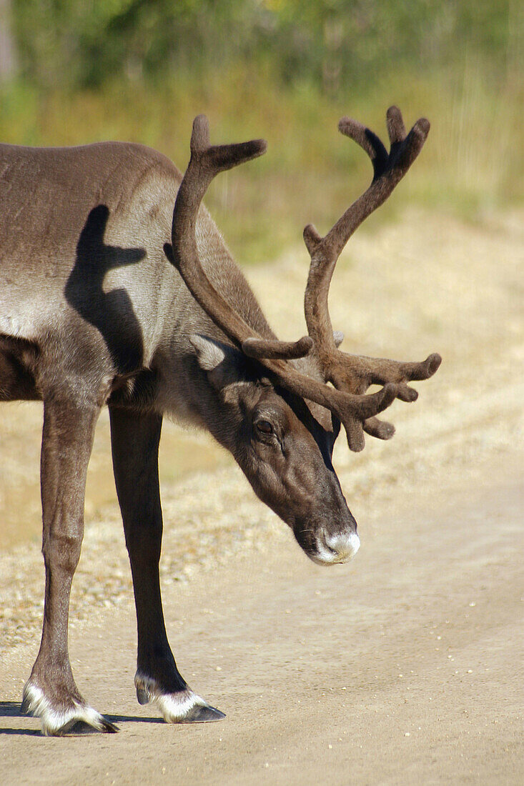 Reindeer, Lapland, Finland.