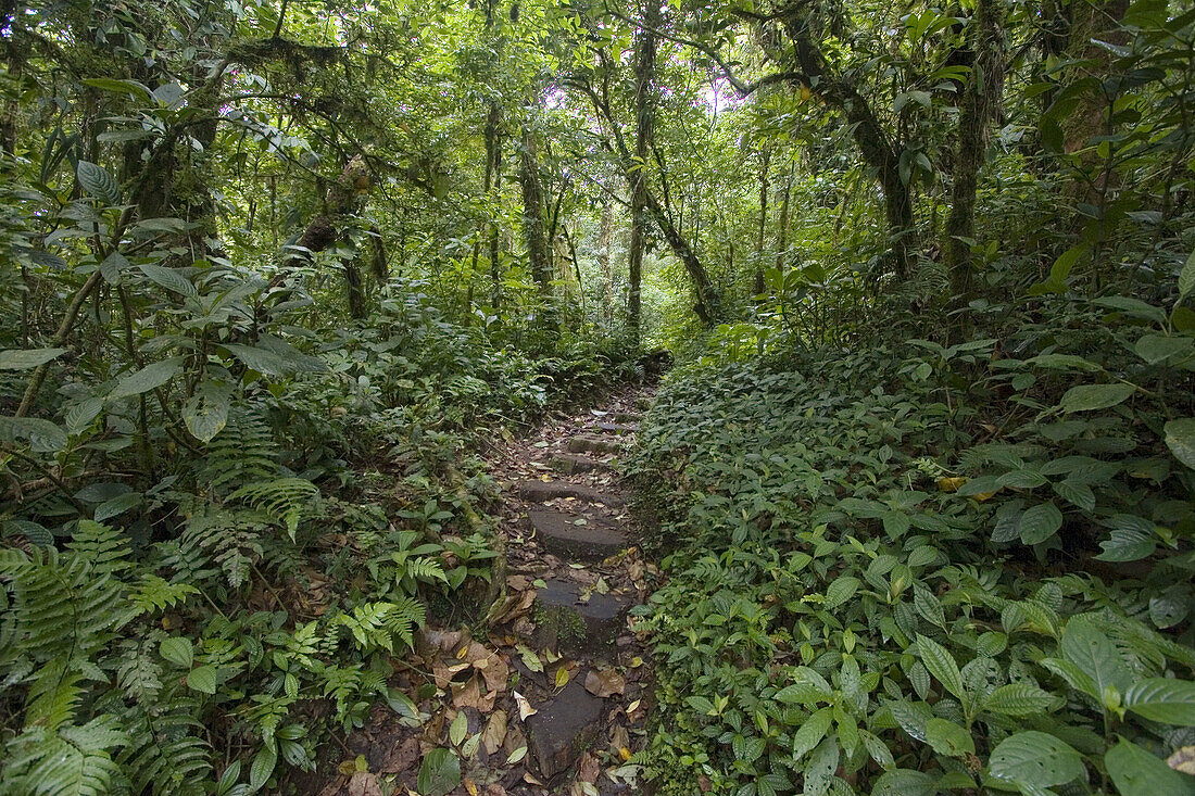 Monteverde Cloud Forest Preserve. Costa Rica.