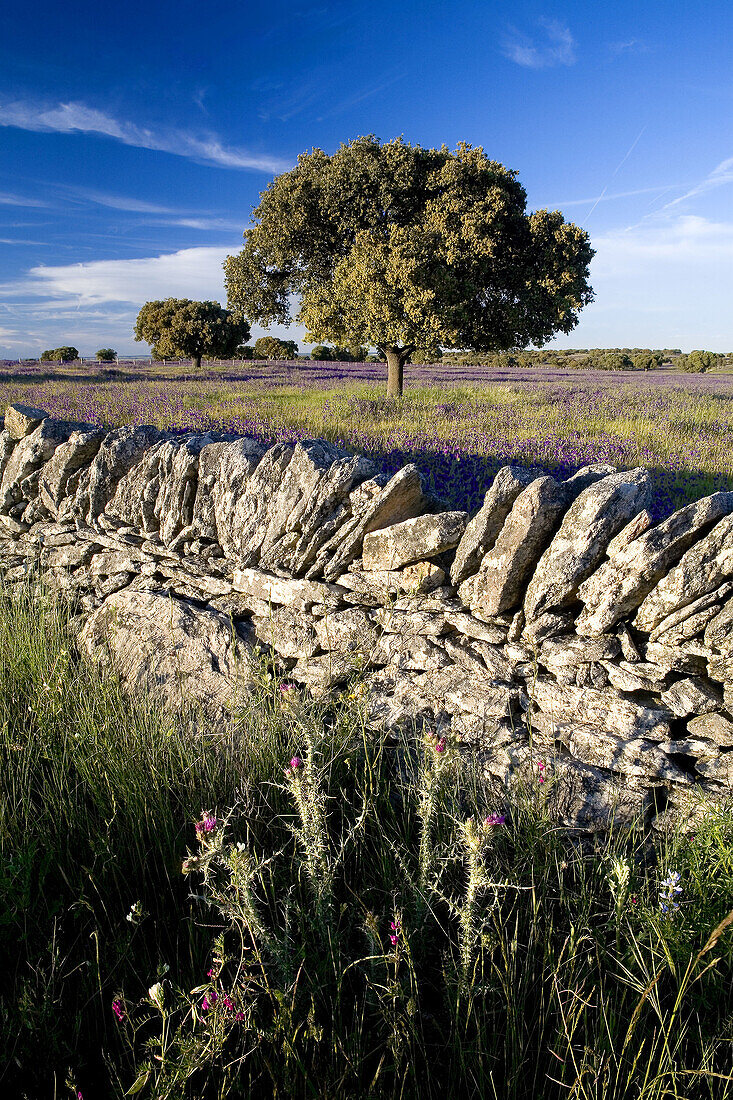 Quercus ilex. Zafrón. Salamanca province. Castilla-León. Spain