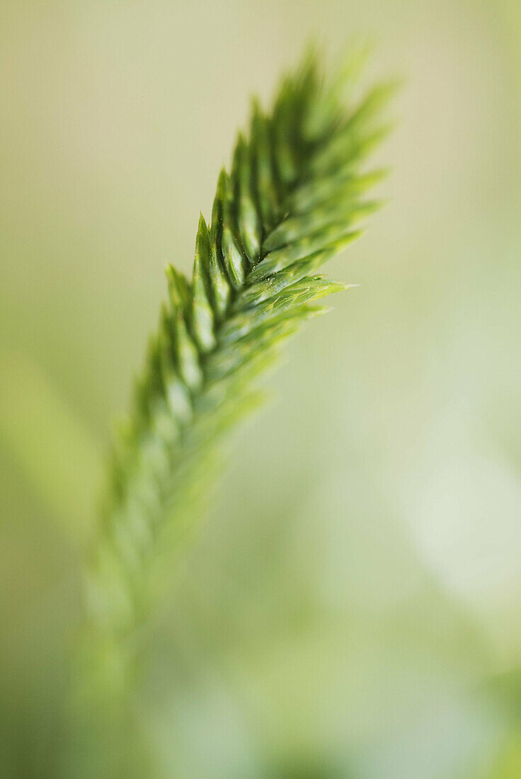 Green, grass, Palmer Park, Colorado Springs, CO, USA
