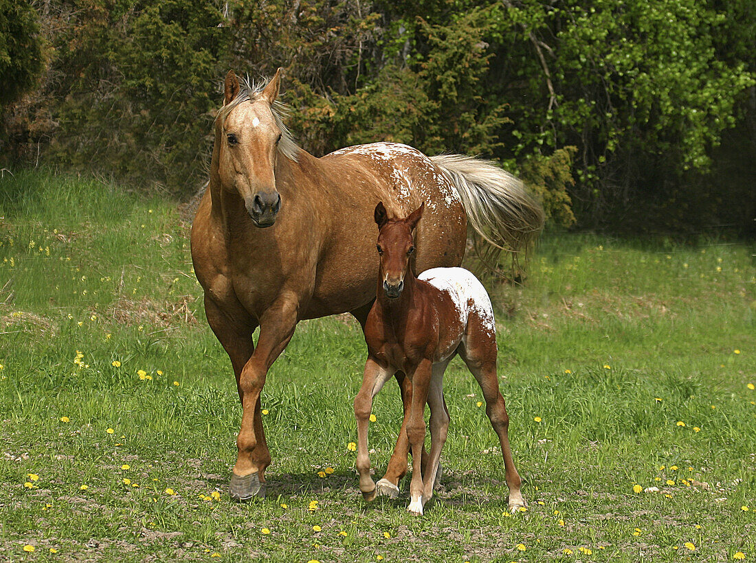 Quarter horse.