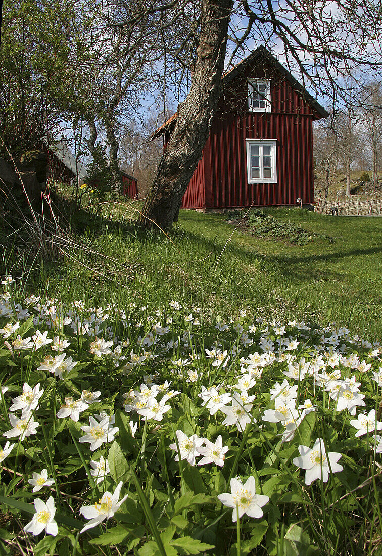 Wood anemone. Stensjö by Småland, Sweden