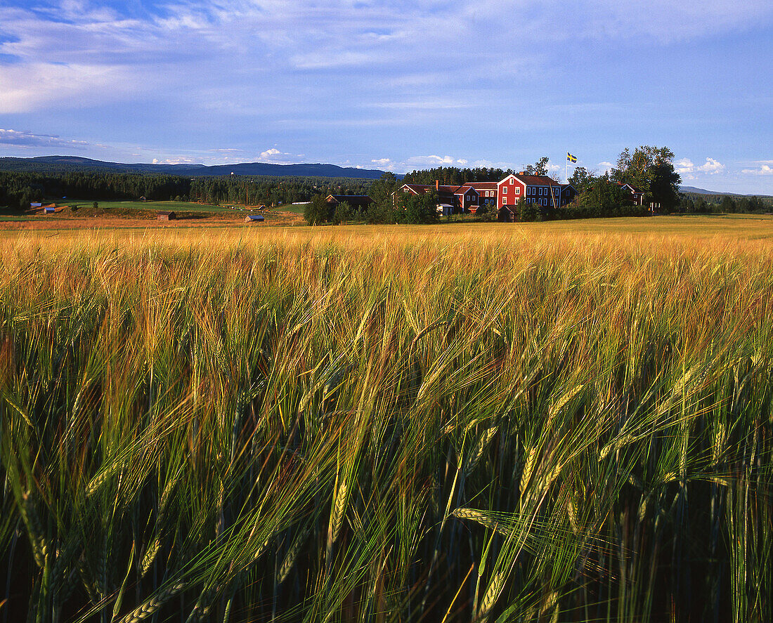 Corn at Delsbo. Hälsingland, Sweden