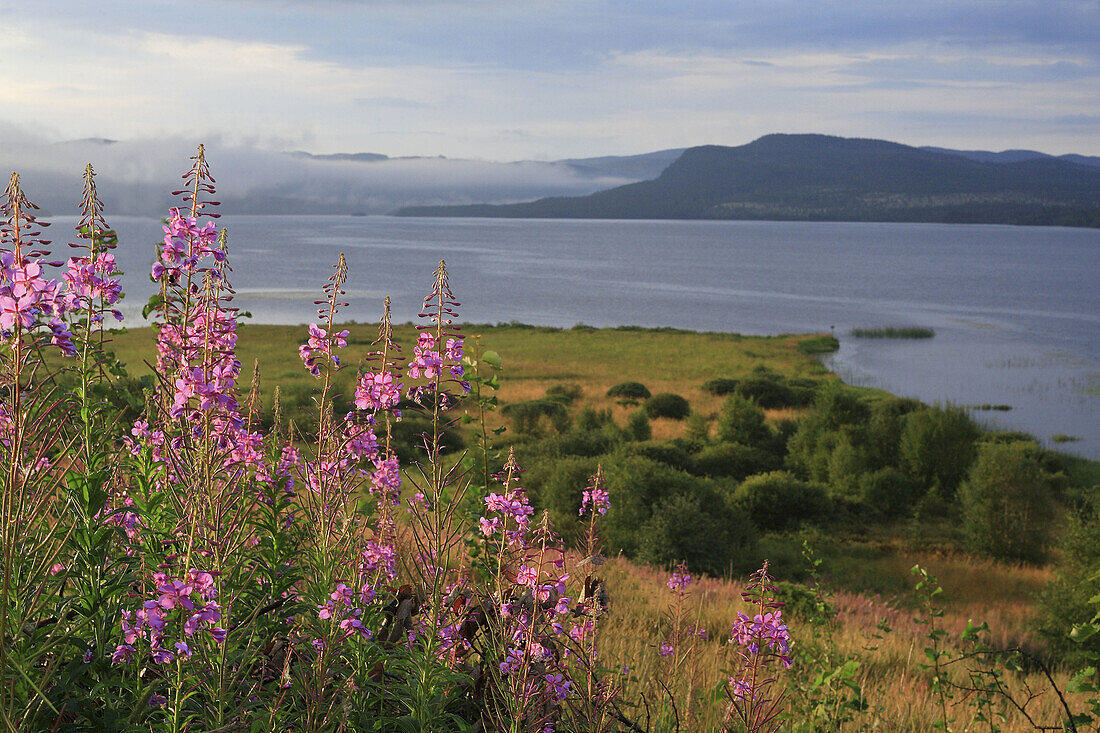 Fireweed (Epilobium angustifolium), Hedeviken. Härjedalen, Sweden