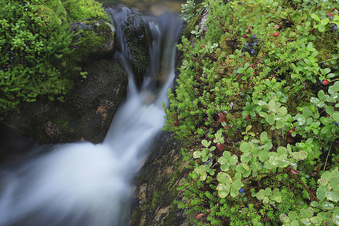 Creek. Härjedalen, Sweden