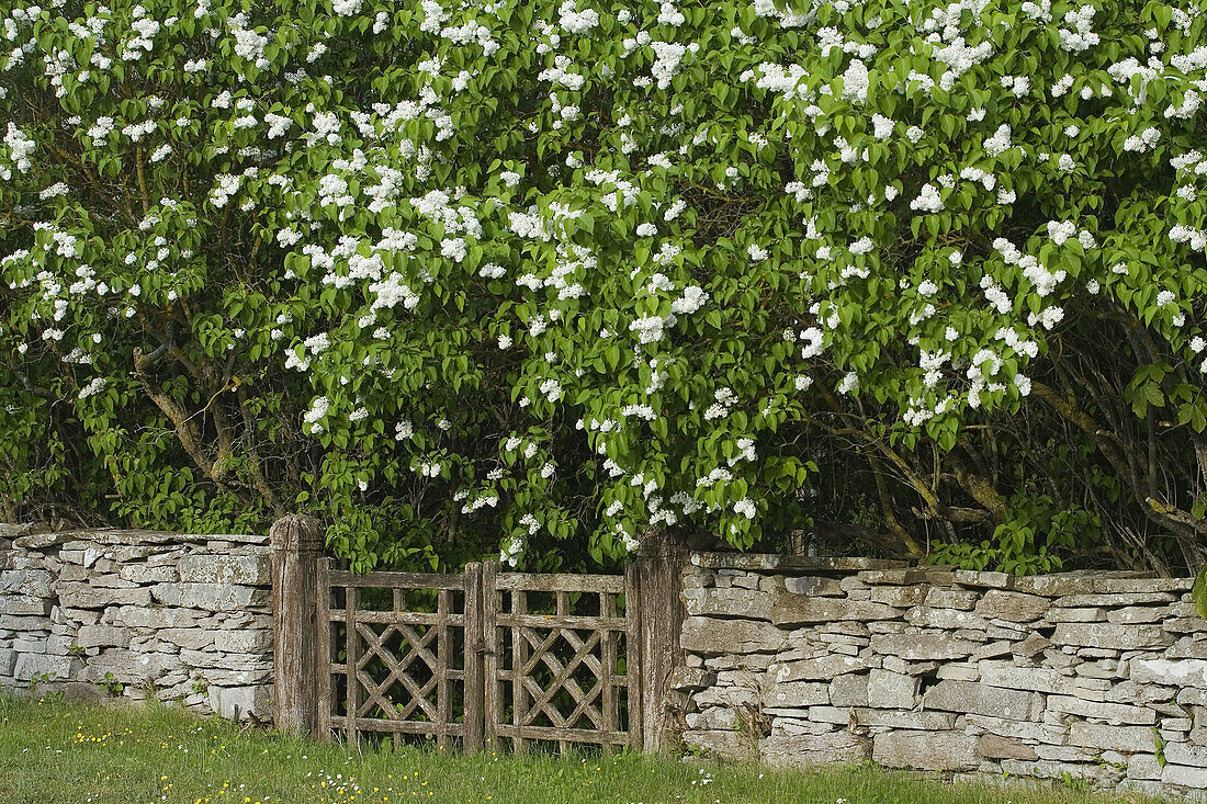 Lilac. Gotland, Sweden