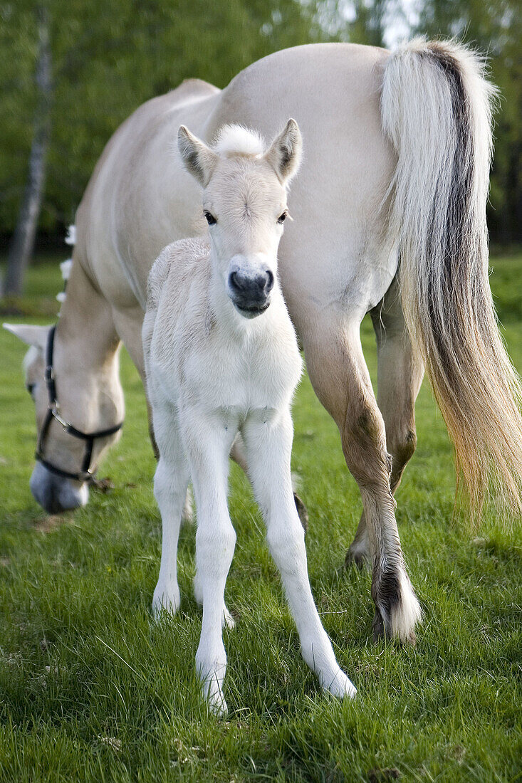 Fjord ponie