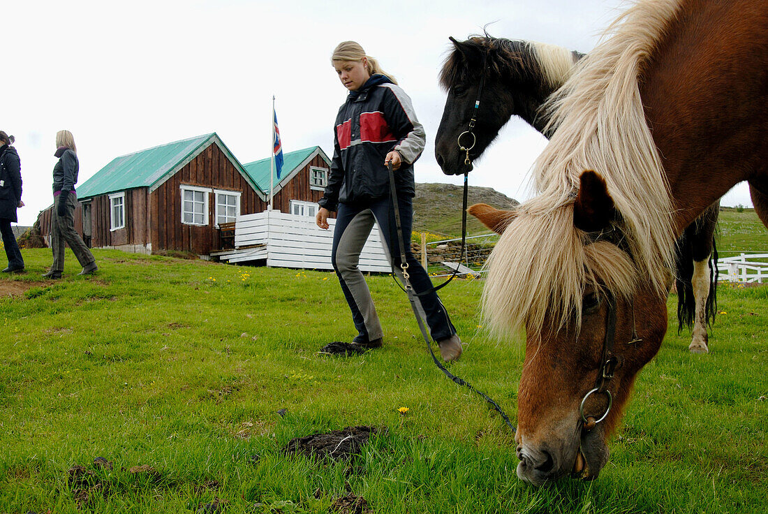 Icelandic horse near Geysir. Iceland.