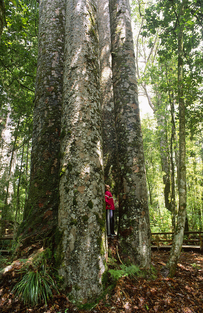 Four Sisters Giant Kauri Trees with Man, Waipoua Kauri Forest, Northland, North Island, New Zealand