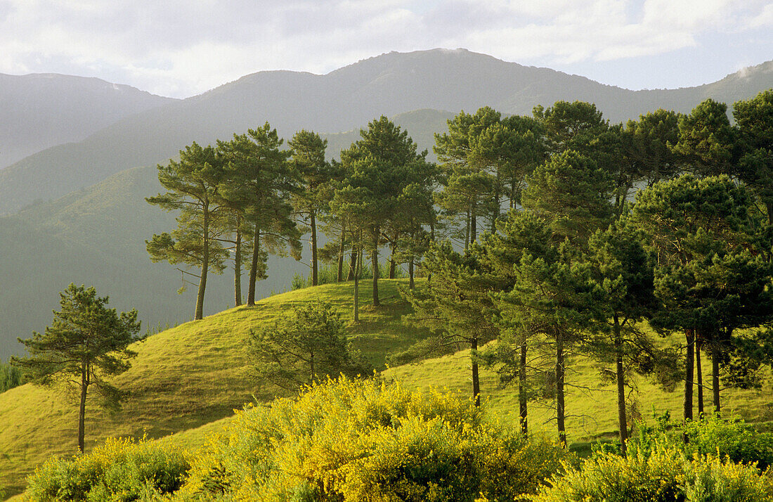 Pine Trees on Hill, Southern Alps, Tasman, New Zealand