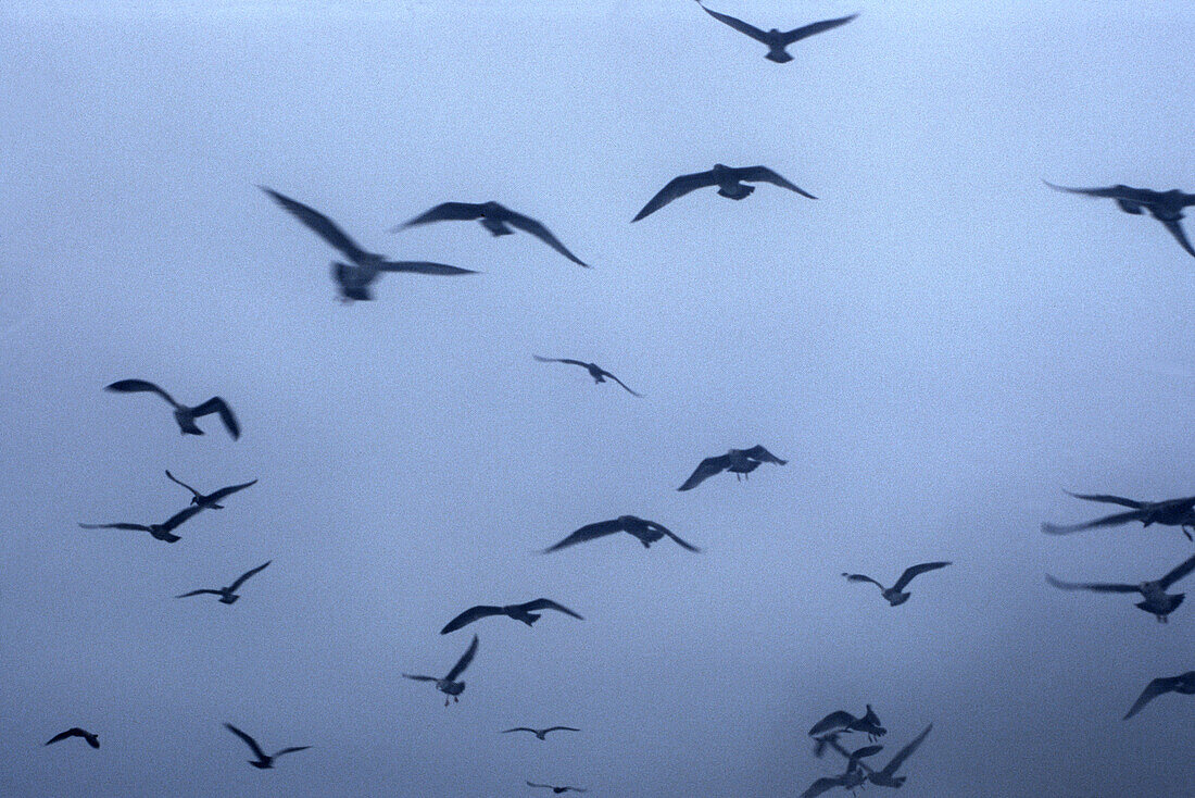 Seagulls against the sky.