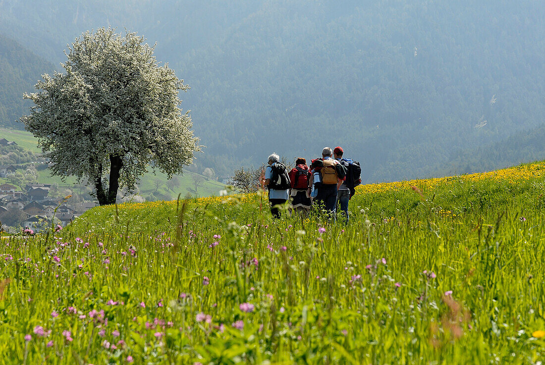Vier Wanderer mit Rucksack auf einer Blumenwiese in den Bergen, Völs am Schlern, Südtirol, Italien, Europa