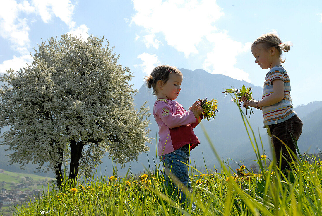 Two girls on a flower meadow in the mountains, Völs am Schlern, South Tyrol, Italy, Europe