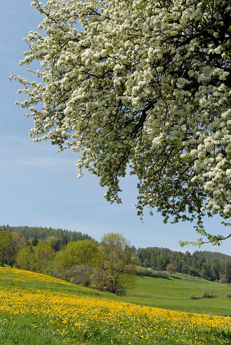 Blumenwiese und blühender Baum im Sonnenlicht, Völs am Schlern, Südtirol, Italien, Europa