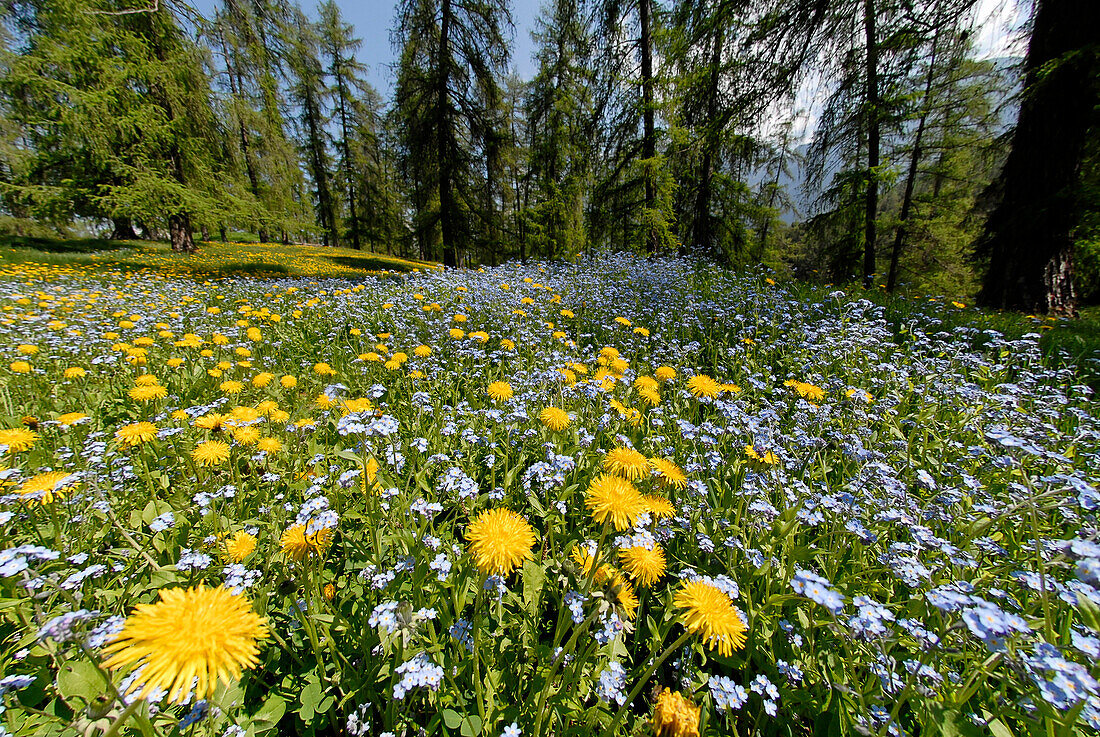 Flower meadow in the forest in spring, South Tyrol, Italy, Europe
