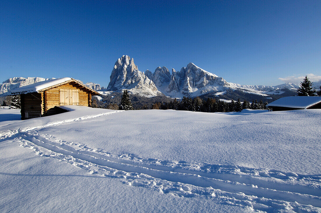 Wooden hut and tracks in the snow under blue sky, Alpe di Siusi, Dolomites, South Tyrol, Italy, Europe
