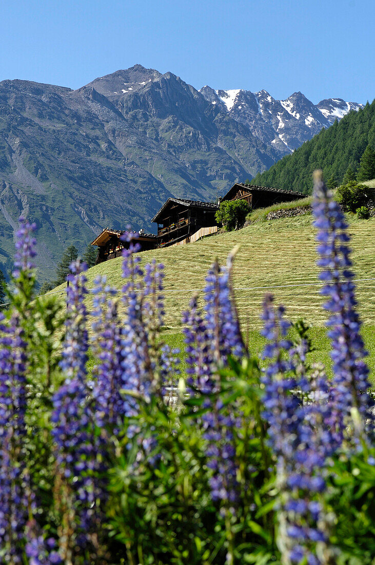 Blumen vor einer Almwiese mit Bauernhaus, Schnalstal, Vinschgau, Südtirol, Italien, Europa