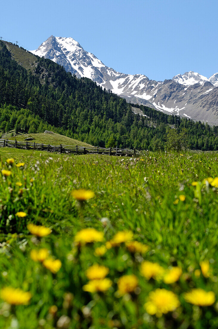 Alpine meadow with flowers in front of snowy mountain top, Schnals valley, Val Venosta, South Tyrol, Italy, Europe