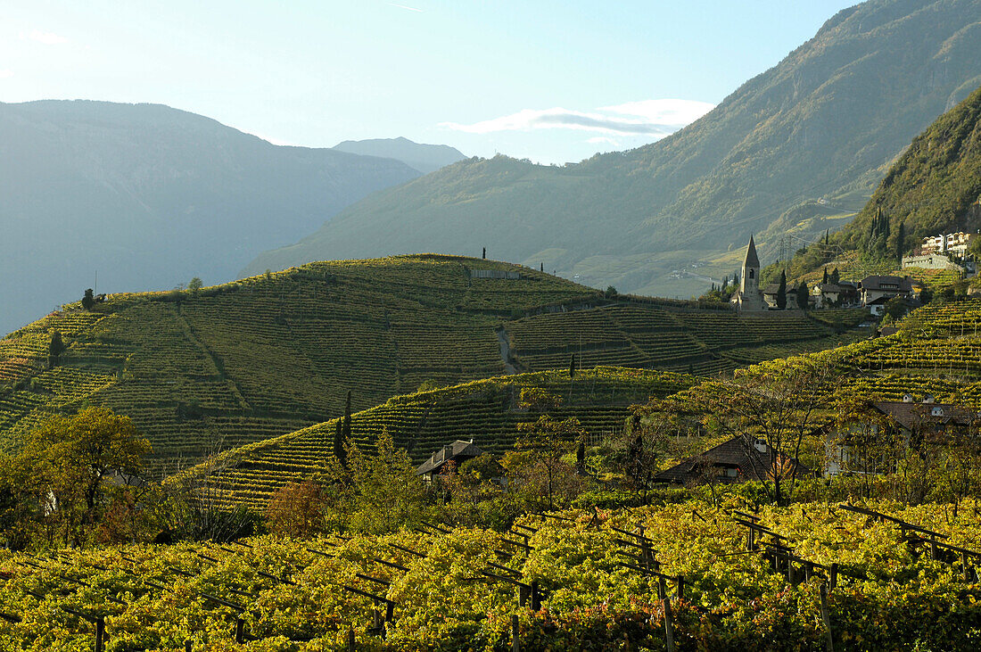 Vineyards and the Magdalena hill in the sunlight in autumn, Bozen, South Tyrol, Italy, Europe