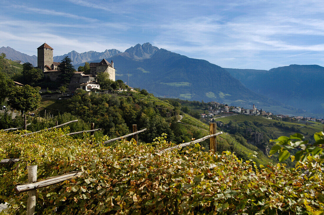 View at castle Tyrol above a vineyard in autumn, Burggrafenamt, Etsch valley, Val Venosta, South Tyrol, Italy, Europe