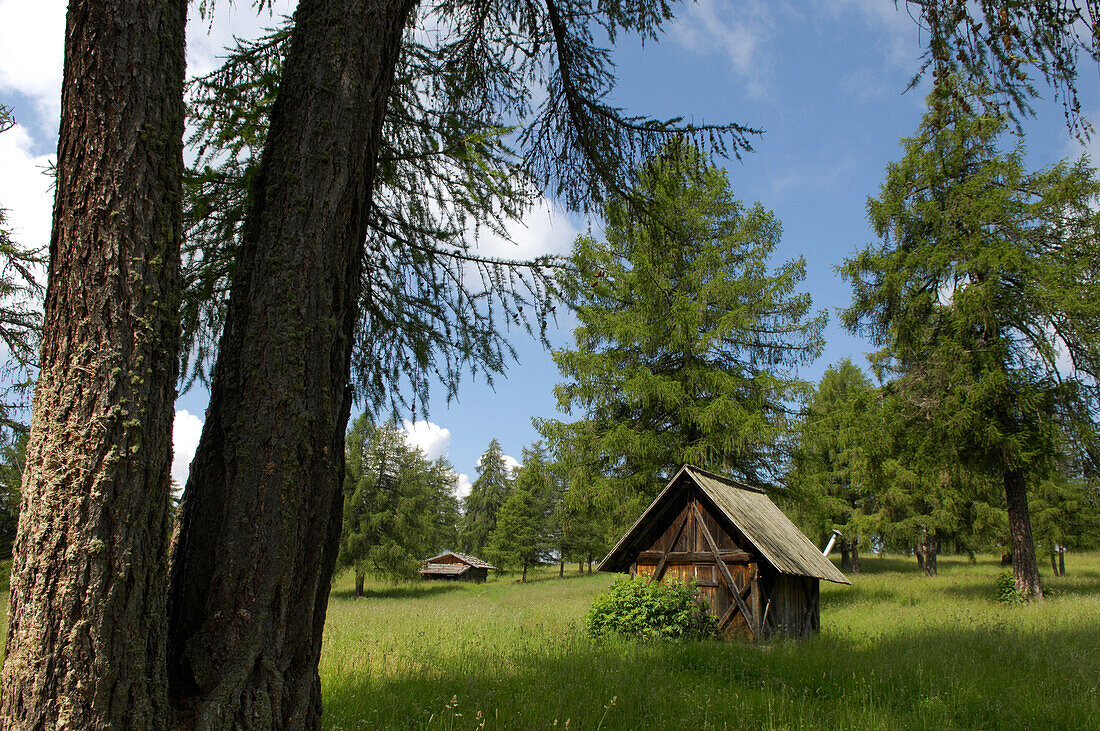 Holzhütte auf einer Wiese zwischen Lärchen, Salten, Südtirol, Italien, Europa