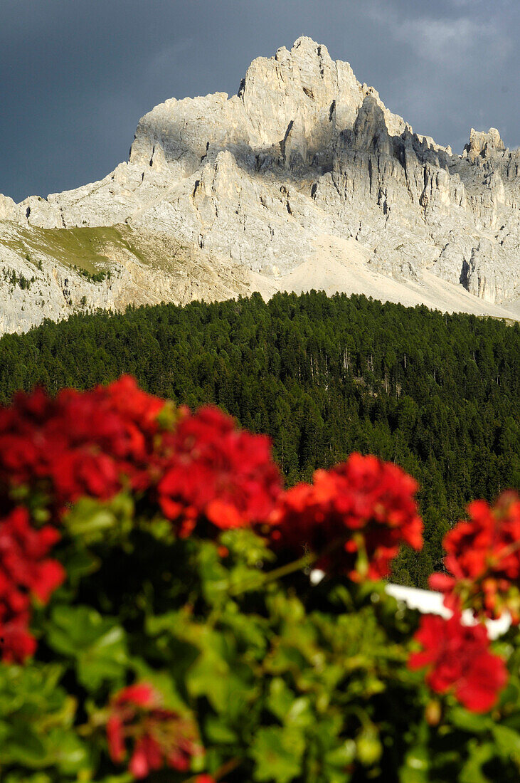 Red geranium in front of mountains under grey clouds, Latemar, Eggen valley, Dolomites, Italy, Europe