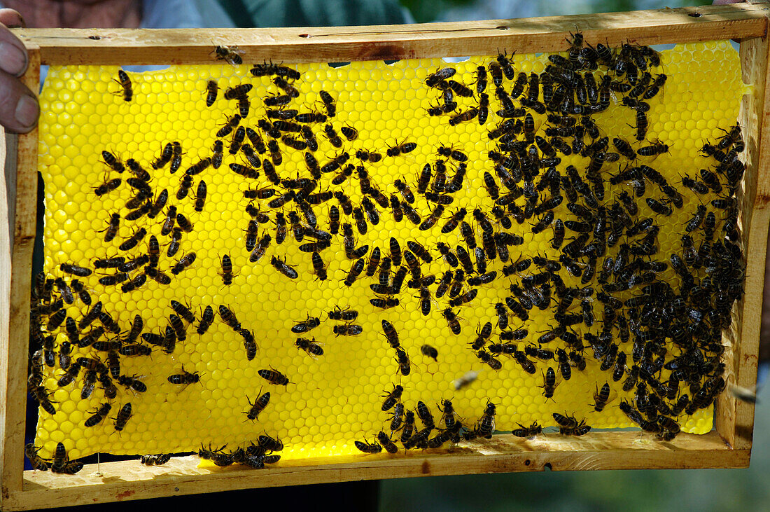 Gelbe Honigwabe voller Bienen, Südtirol, Italien, Europa