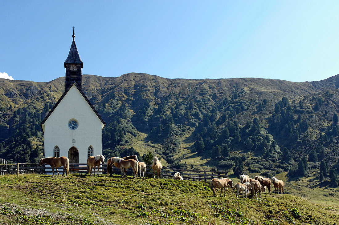 Horses in front of a small church in the mountains, Alpe di Siusi, Valle Isarco, South Tyrol, Italy, Europe