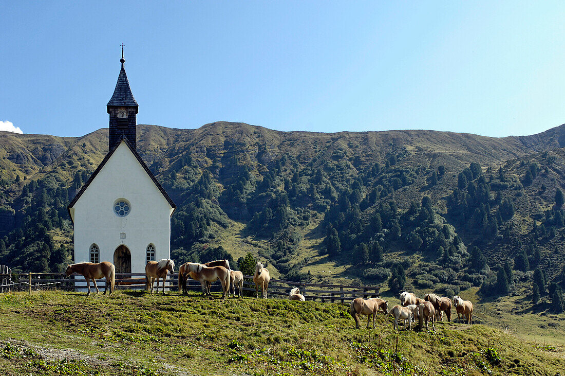Pferde vor einer kleinen Kirche in den Bergen, Seiser Alm, Eisacktal, Südtirol, Italien, Europa