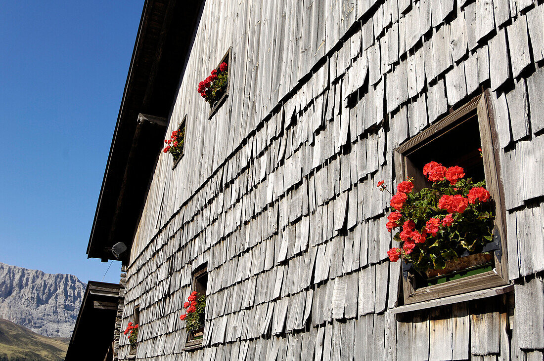 Geranien im Fenster von Berghütte Zallinger, Seiser Alm, Eisacktal, Südtirol, Italien, Europa