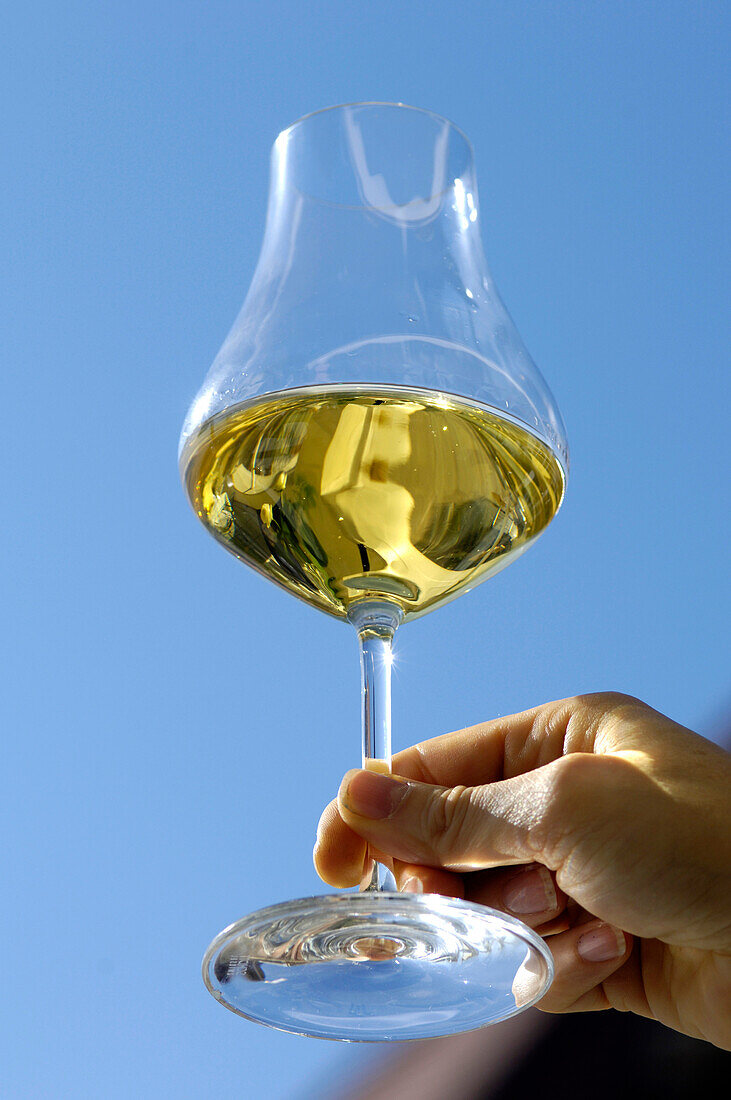 A hand holding a glass of white wine in front of blue sky, South Tyrol, Italy, Europe