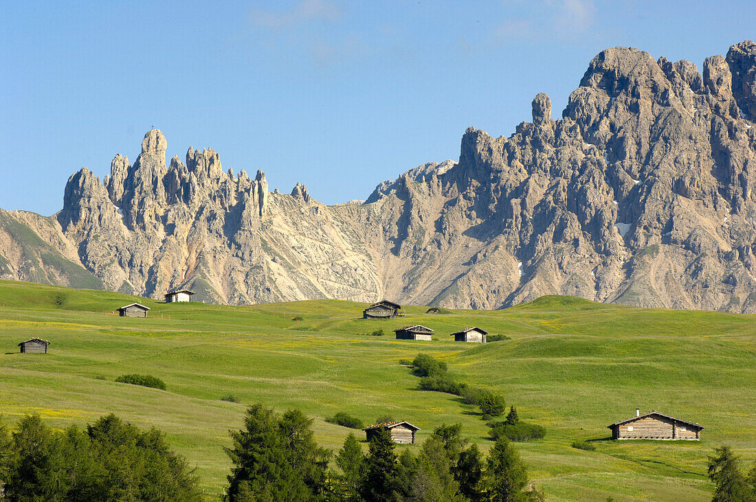 Alpine meadow with cabins in summer, Alpe di Siusi, Valle Isarco, South Tyrol, Italy, Europe