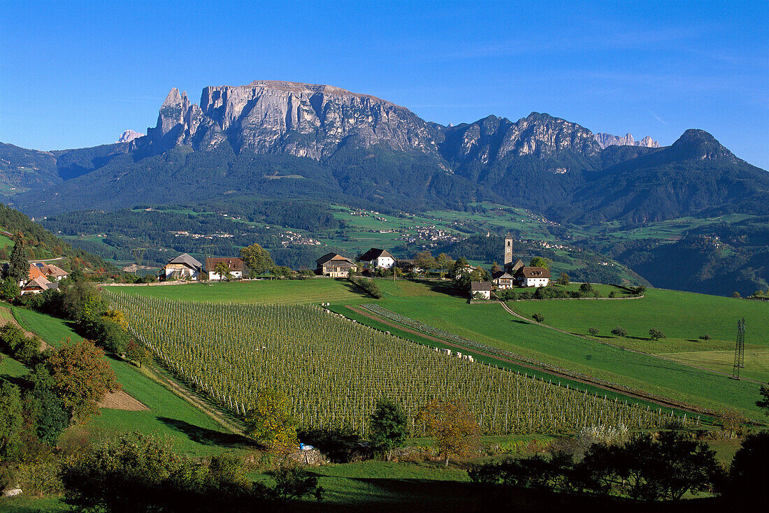 Apfelplantage mit Apfelbäume, Schlern, Südtirol, Italien