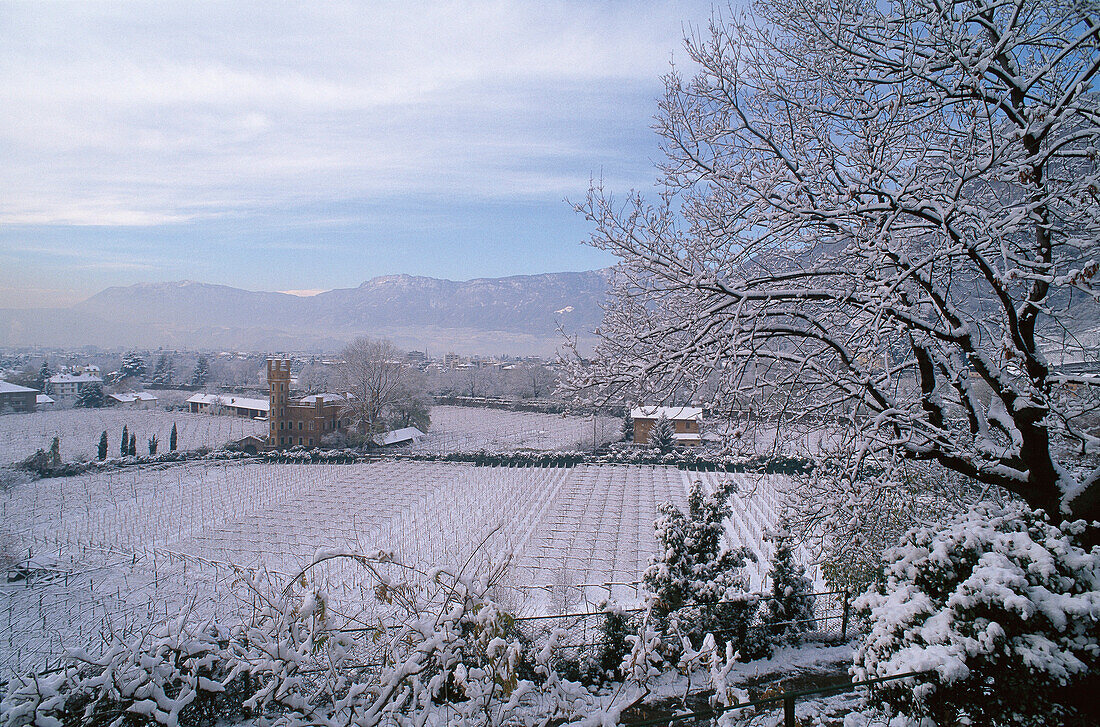 Weingut und Reblandschaft in Winter, Bozen, Südtirol, Italien
