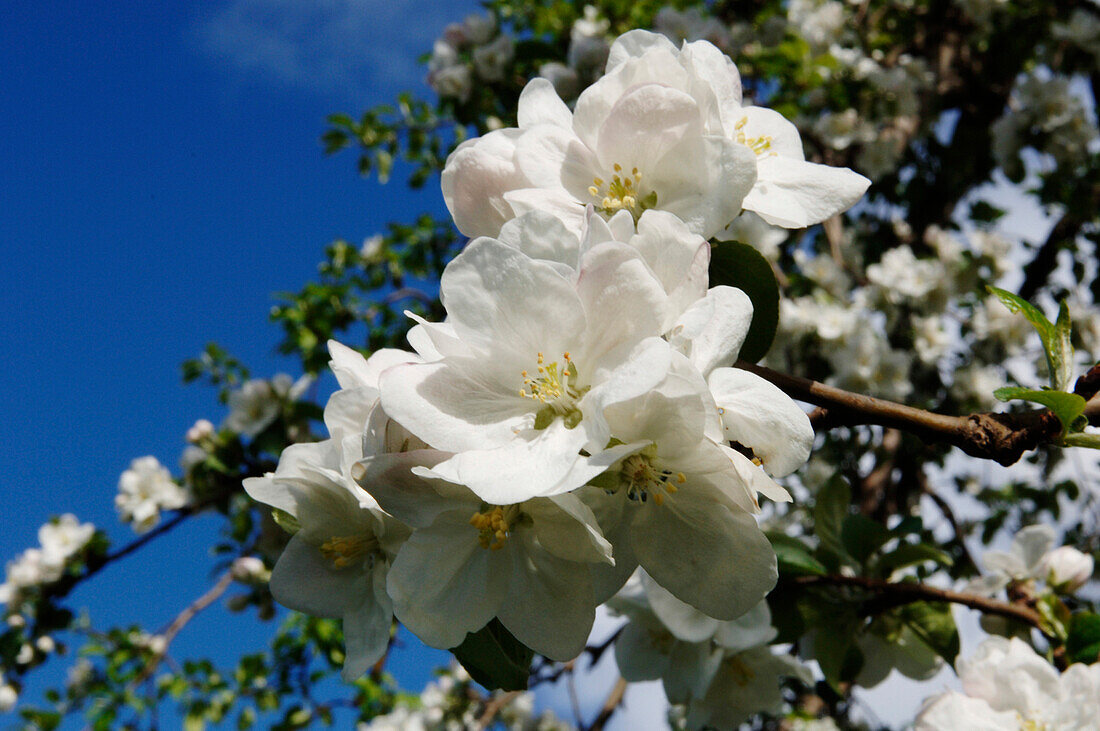 Apple blossom in spring, Fruit Farming, Agriculture, South Tyrol, Italy