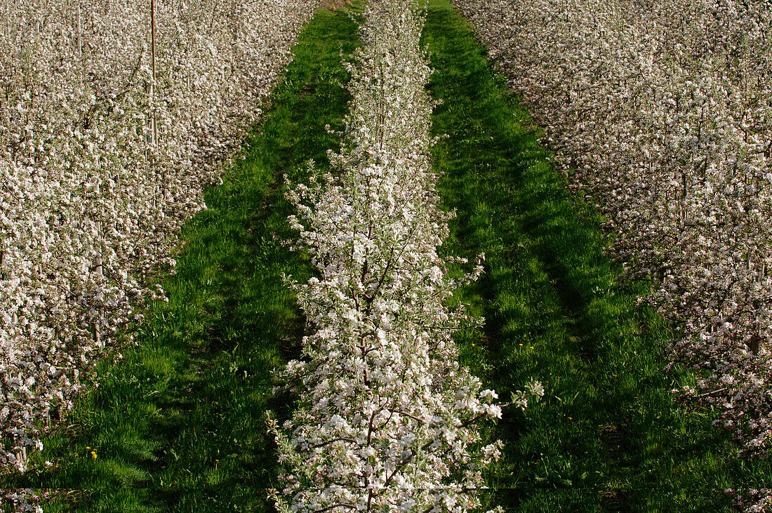Apfelplantage, Apfelblüte im Frühling, Obstanbau, Landwirtschaft, Südtirol, Italien