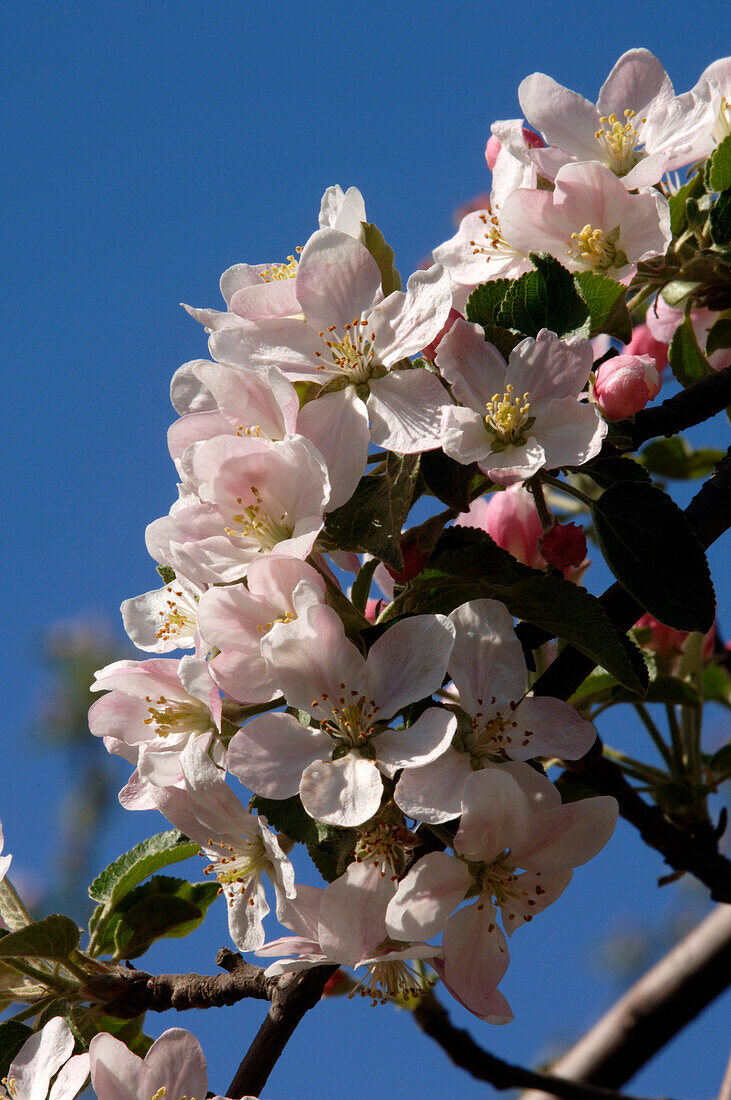 Apfelblüte im Frühling, Obstanbau, Landwirtschaft, Südtirol, Italien