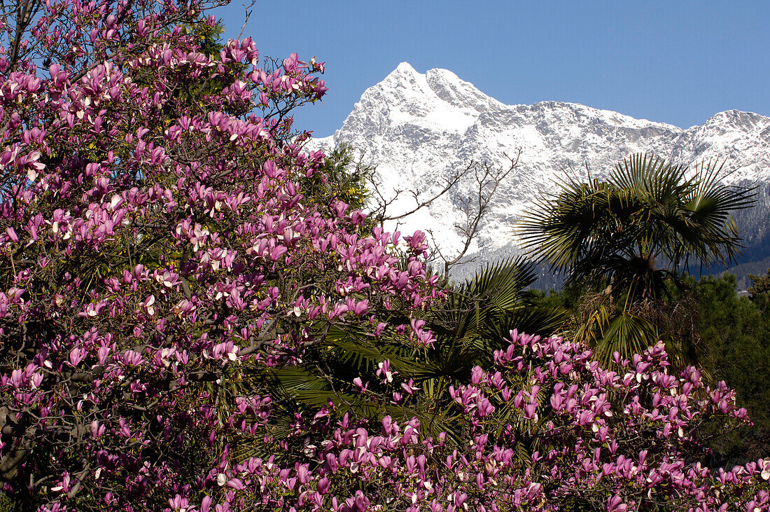 Magnolia blossom and mountain landscape, Tschigat, Texel Mountain Range, Meran, Burggrafenamt, South Tyrol, Italy