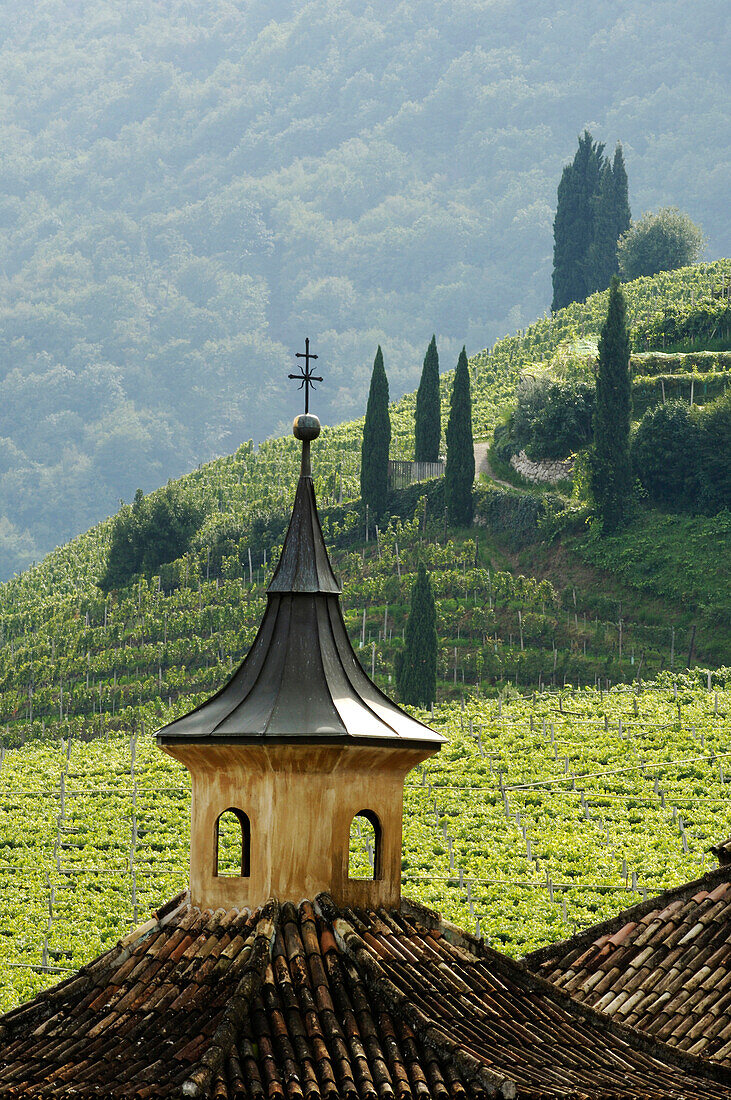 Weinberge und Berglandschaft, Weinproduzent Manincor, Kaltern an der Weinstrasse, Südtirol, Italien