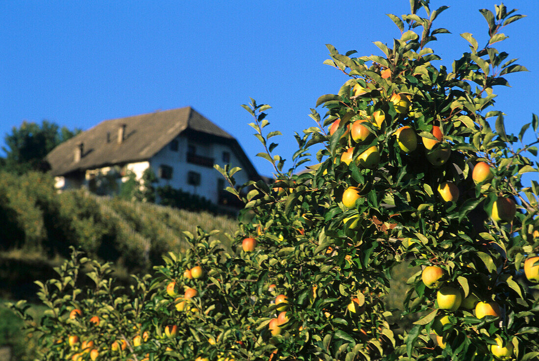 Äpfel auf einem Baum, Sorte Golden Delicious, Obstanbau, Unterinn, Bozen, Südtirol, Italien