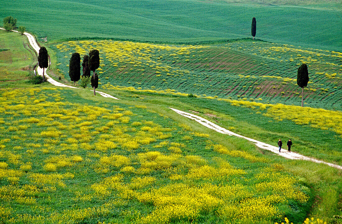 Hikers on a country road, view to Monte Amiata, Val d´Orcia, Tuscany, Italy, Europe