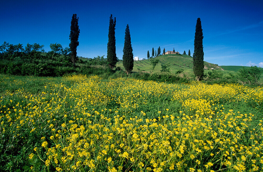 Yellow flowers in front of country house with cypresses, Val d'Orcia, Tuscany, Italy, Europe