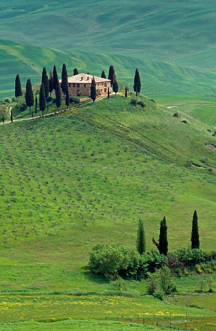 View at country house with cypresses on a hill, Val d'Orcia, Tuscany, Italy, Europe