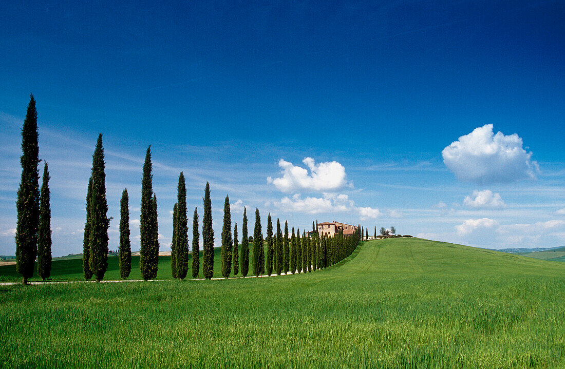 Country house with cypresses under blue sky, Val d'Orcia, Tuscany, Italy, Europe