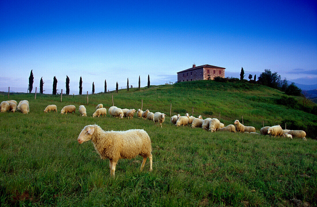 Schafe vor Landhaus unter blauem Himmel, Val d'Orcia, Toskana, Italien, Europa