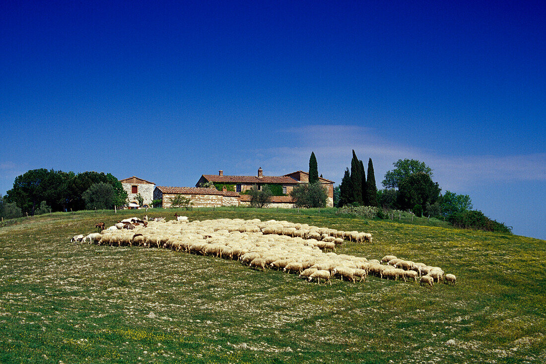 Schafe vor Landhaus unter blauem Himmel, Val d'Orcia, Toskana, Italien, Europa