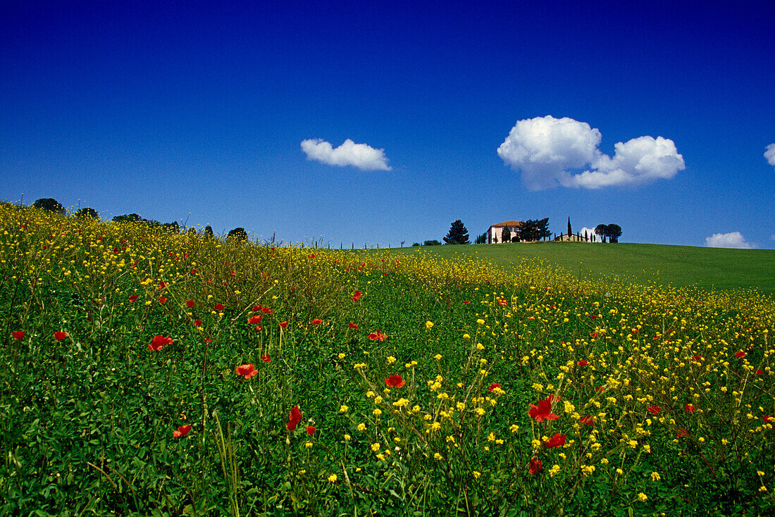 Flower meadow and country house under blue sky, Val d´Orcia, Tuscany, Italy, Europe