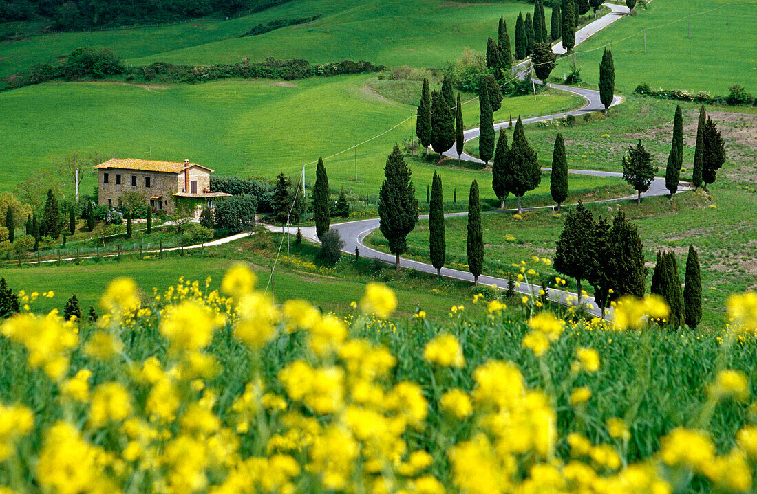 Gelbe Blumen vor Serpentinen Straße mit Zypressen, Val d'Orcia, Toskana, Italien, Europa