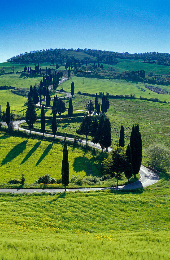 Serpentine road with cypresses under blue sky, Val d'Orcia, Tuscany, Italy, Europe